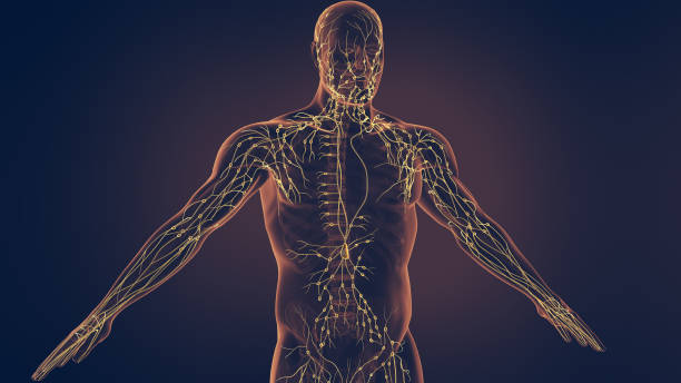 Human Lymphatic System Human Lymphatic System lymphatic system stock pictures, royalty-free photos & images