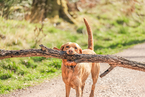Healthy, playful and strong Red Golden Retriever running along a forest track showing impressive jaw power as it struggles to carry a HUGE tree branch.
