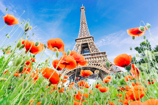 Paris Eiffel Tower with summer flowers in Paris, France. Eiffel Tower is one of the most iconic landmarks of Paris.