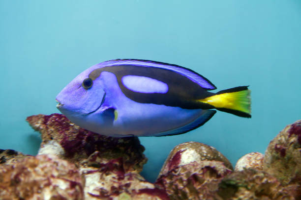 istock Blue surgeonfish - Paracanthurus hepatus 1391905427