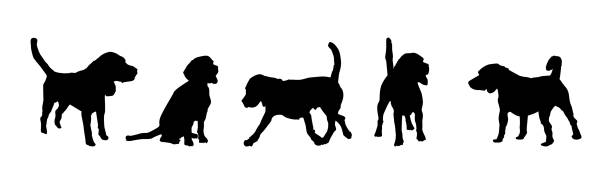 ilustrações de stock, clip art, desenhos animados e ícones de set of silhouettes dog isolated on white background. beagle dog running, standing and sit. - dachshund dog white background hunting dog