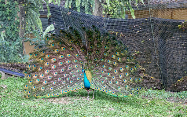 istock Zoological garden peacock at Kuala Lumpur 1391906744