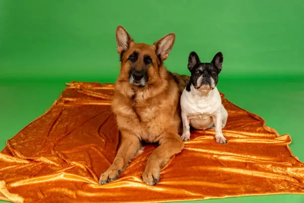 Photo of dogs posing for photo shoot in the studio