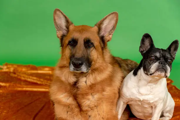 Photo of dogs posing for photo shoot in the studio
