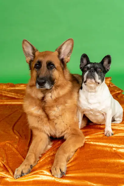 Photo of dogs posing for photo shoot in the studio