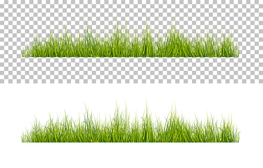 Vector bright green realistic grass isolated on transparent background