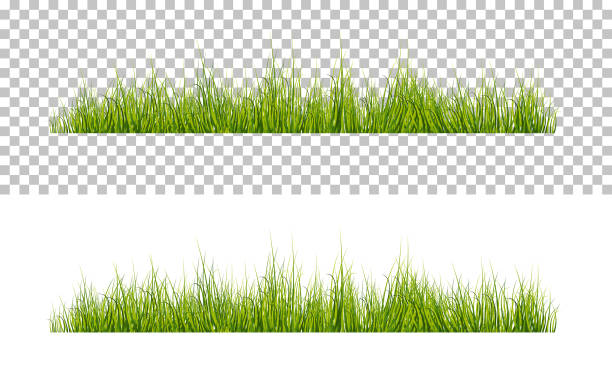 Vector bright green realistic grass isolated on transparent background Vector bright green realistic grass isolated on transparent background grass stock illustrations