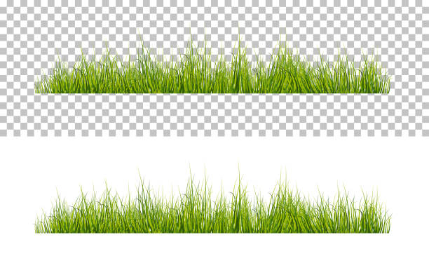 Vector bright green realistic grass isolated on transparent background Vector bright green realistic grass isolated on transparent background meadow stock illustrations