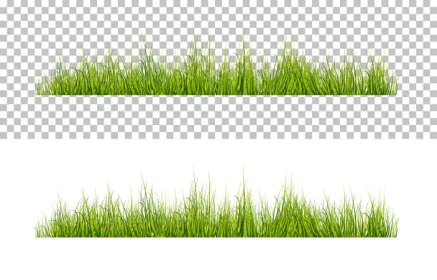 Vector illustration of Vector bright green realistic grass isolated on transparent background