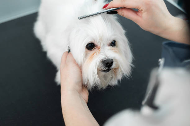 istock Grooming animals, grooming, drying and styling dogs, combing wool. Grooming master cuts and shaves, cares for a dog. Beautiful Bolonka Bolognese 1391908174
