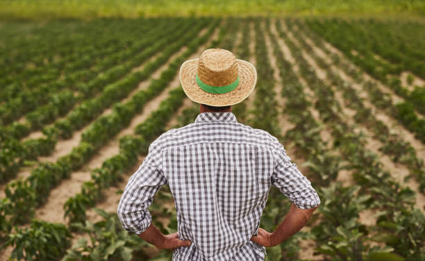 istock Farmer in hat standing on green field 1391908401