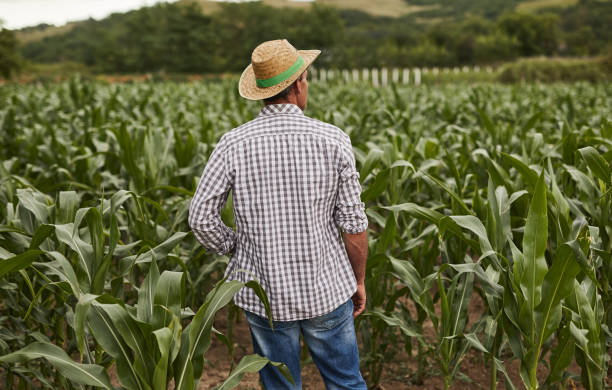 istock Unrecognizable man admiring tropical plantation in farm 1391908402