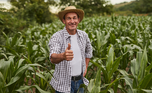 Satisfied mature male farm owner in checkered shirt and hat looking at camera and showing thumb up gesture, while standing among tall green corn plants in agricultural field