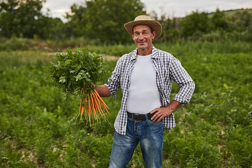 Smiling mature male farmer standing with bunch of ripe carrots in agricultural field while collecting harvest and looking at camera