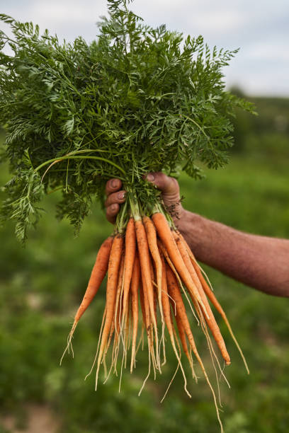 istock Farmer holding freshly harvested carrot 1391908435