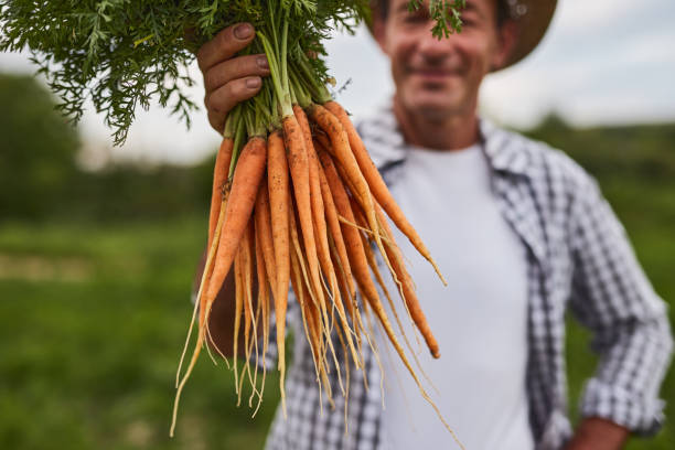 istock Mature farmer showing ripe carrots 1391908440