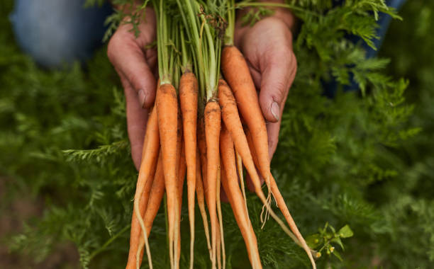istock Gardener demonstrating fresh organic carrots 1391908442