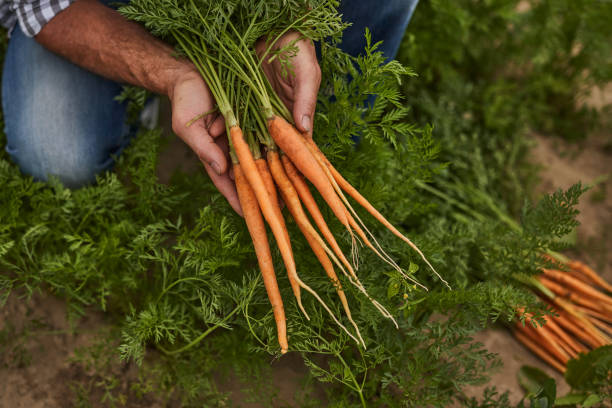 istock Crop farmer with carrots in garden 1391908445