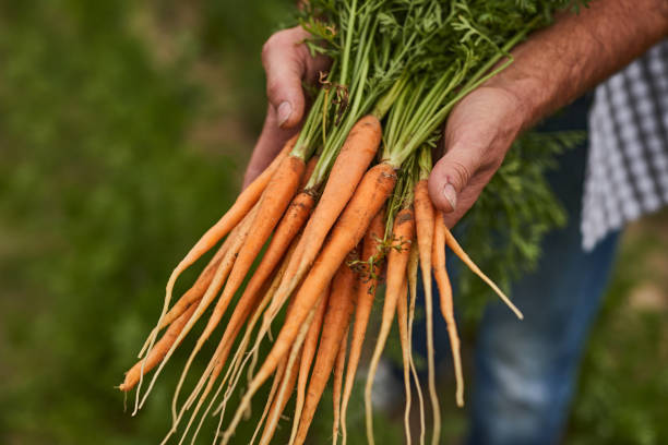 istock Crop gardener showing carrots to camera 1391908446
