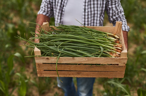 istock Crop farmer with box of scallions 1391908450