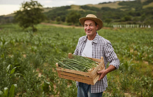 Mature gardener with box of onions Friendly senior man in checkered shirt and hat looking at camera and carrying wooden box with fresh onions in field Farmer stock pictures, royalty-free photos & images