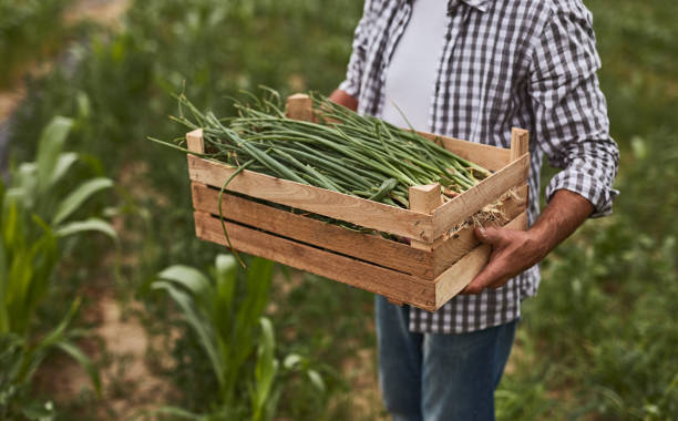 istock Crop farmer with green onion in box 1391908454