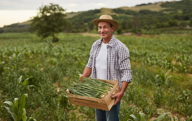 istock Farmer picking harvest in agricultural field 1391908457