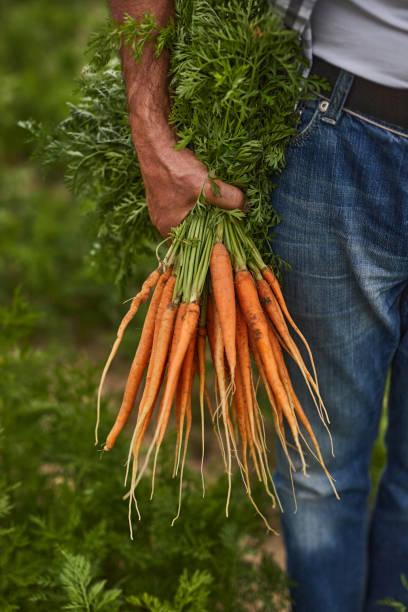 istock Crop farmer with carrots during harvest 1391908462