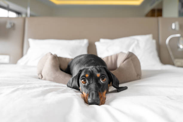 かわいいダックスフントペットは犬に優しいホテルの犬のベッドに横たわっています - dachshund ストックフォトと画像