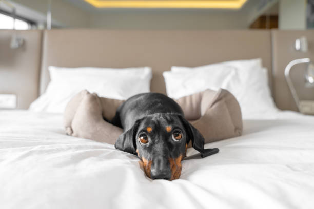 cute dachshund pet lies in dog bed at dog-friendly hotel - dachshund color image dog animal imagens e fotografias de stock