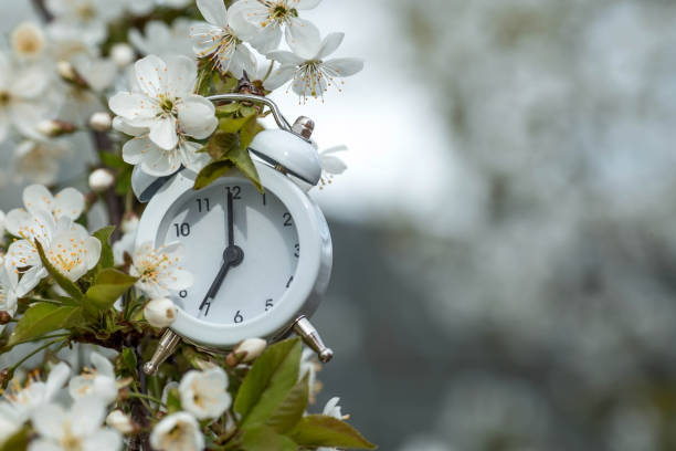 primavera. despertador clássico branco na luz do sol da manhã entre flores de cerejeira branca em um fundo de mola borrado no jardim, efeito bokeh. - antique clock - fotografias e filmes do acervo