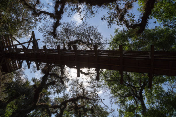 istock Swing bridge in national park 1391909894