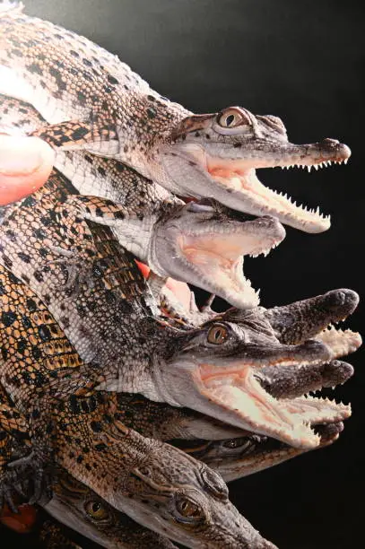 Photo of Photos of animals - crocodiles and alligators