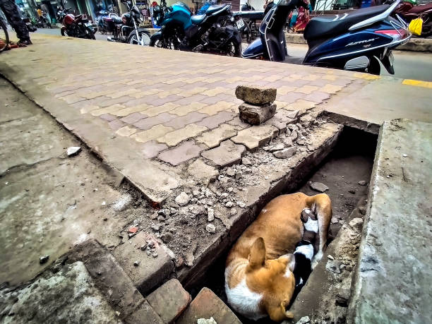 dogs