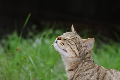 Cute tabby cat in garden, looking at camera