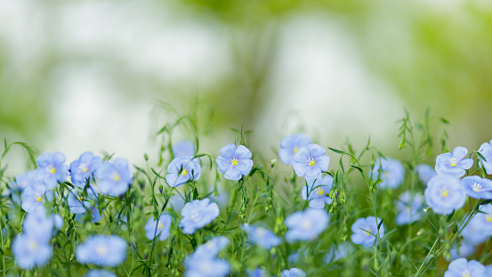 Blue flax flowers on a blurred background. Blooming flax field. Copy space