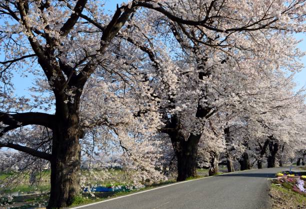 istock A famous place for cherry blossoms in Miyagi prefecture 1391914847