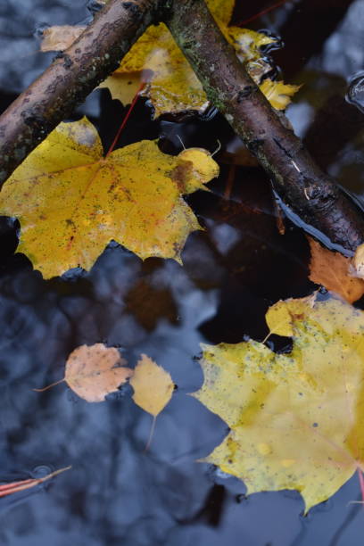 istock Autumn leaves floating on the reflection from the sky. 1391916913