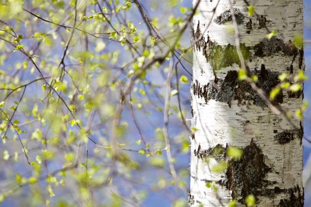 istock White birch trunk and bright green leaves in focus on a blurry blue water background 1391917699