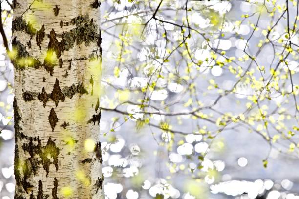 istock White birch trunk and bright green leaves in focus on a blurry blue water background 1391917846