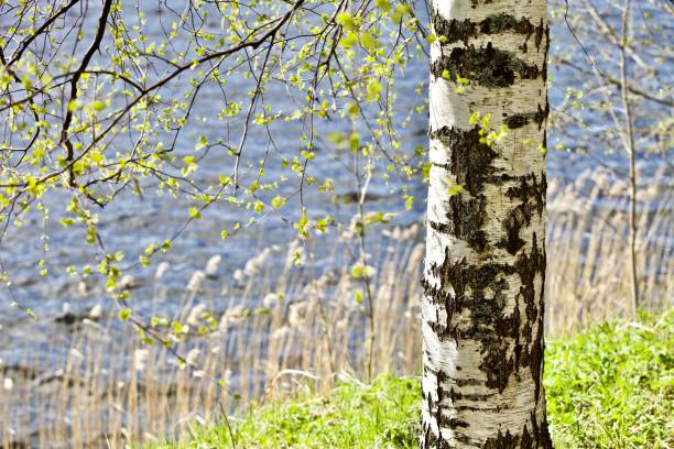 istock White birch trunk and bright green leaves in focus on a blurry blue water background 1391917852