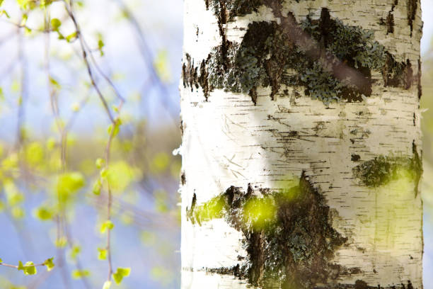 istock White birch trunk and bright green leaves in focus on a blurry blue water background 1391917866