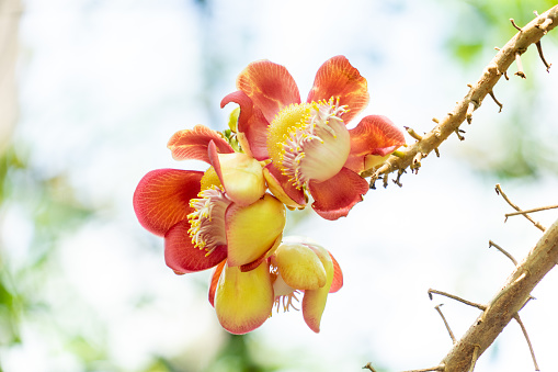 Couroupita guianensis  cannonball tree close up