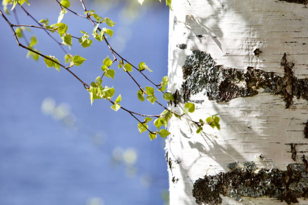 istock White birch trunk and bright green leaves in focus on a blurry blue water background 1391917986