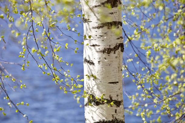 istock White birch trunk and bright green leaves in focus on a blurry blue water background 1391918809
