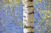 White birch trunk and bright green leaves in focus on a blurry blue water background