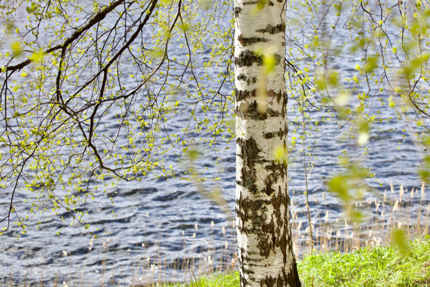 istock White birch trunk and bright green leaves in focus on a blurry blue water background 1391918849