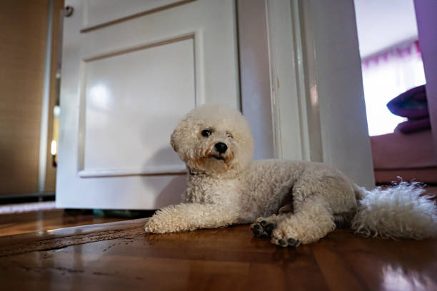 istock Bichon Frise dog looking at camera and laying on floor 1391918963