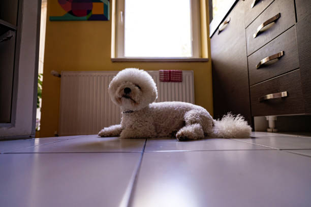 istock Bichon Frise dog laying and looking at camera 1391918993