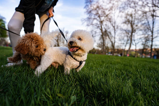 istock Bichon Frise and Apricot Poodle playing in park 1391919009